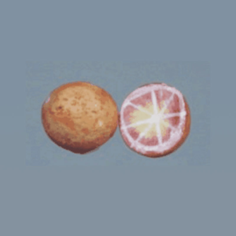 1/2 grapefruit Miniature 1:12 1/2 grapefruit Miniature 1:12