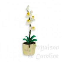 White phalaenopsis in planter
