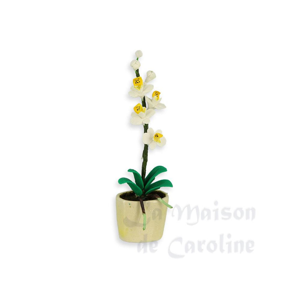 White phalaenopsis in planter