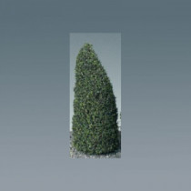 Tree-pines 4.5 tall