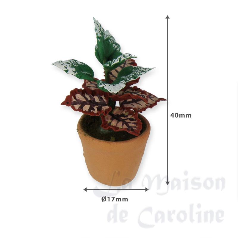 mixed plant in pot miniature 1:12 Bilder 1