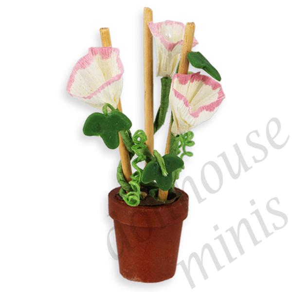 morning glory in pot Miniature 1:12