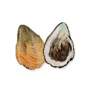 oyster . miniature 1:12