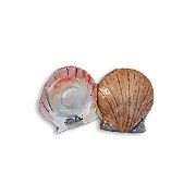shell fish miniature 1:12