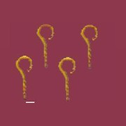 50 hooks 7mm, screwable miniature 1:12