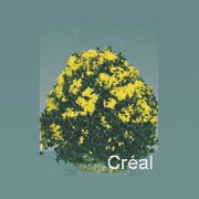 2 blossom bush 1.5 h, yellow miniature 1:12