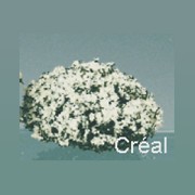 2 blossom bush 1.5 r, white miniature 1:12