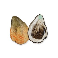 oyster . miniature 1:12, Miniatures
