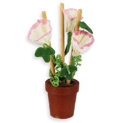 morning glory in pot 1:12